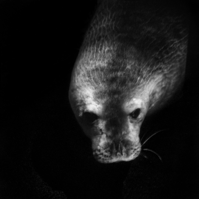 Weddell seal. It lives on the continent and the waters of Antarctica. It was the victim of a subsistence hunt to feed the men and dogs of the early exploration expeditions but which did not threaten the species.  Phoque de Weddell. Il vit sur le continent et les eaux de l’Antarctique. Il a été victime d'une chasse de subsistance pour nourrir les hommes et les chiens des premières expéditions d'exploration mais qui n'a pas menacé l'espèce.