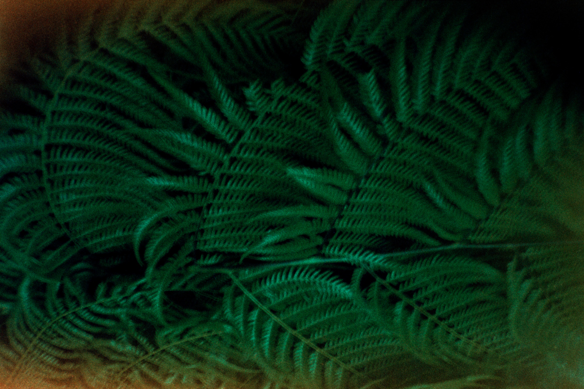 Ferns. The sun burned out the film. Fougères. Le soleil a brûlé le film.