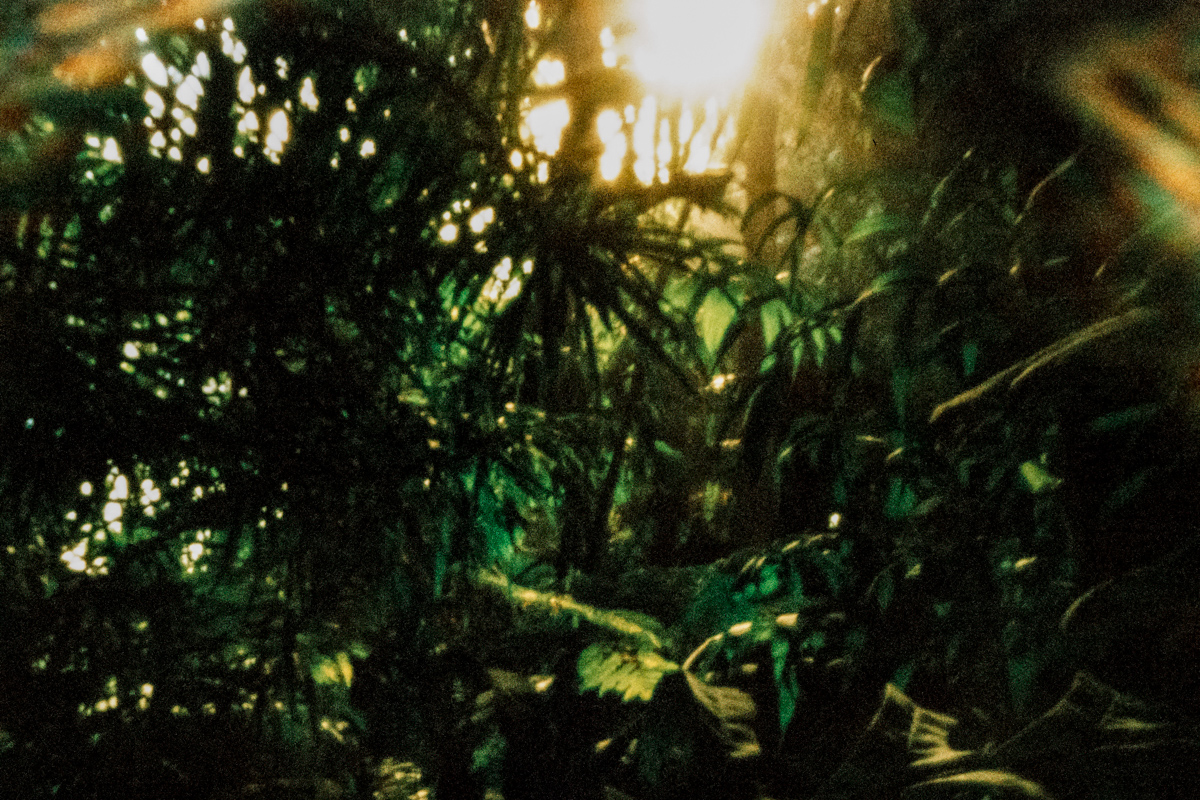 Greenhouse rainforest. Forêt tropicale sous serre. Jardin des plantes.