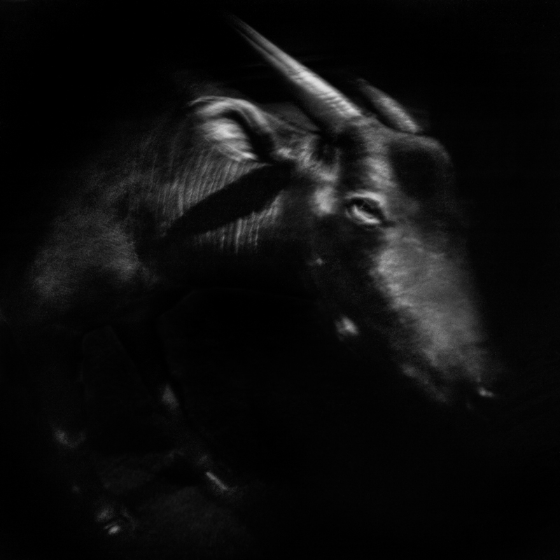 Anoa. In danger. Indonesia. The species is becoming extinct in the wild. The swamp forests it inhabits are giving way to expanding crops. It is also hunted for its flesh, horns and skin. Anoa. En danger. Indonésie. L'espèce est en train de disparaître dans la nature. Les forêts marécageuses qu'il habite cèdent devant l’extension des cultures. Il est aussi chassé pour sa chair, ses cornes et sa peau.
